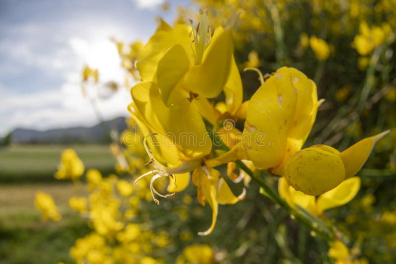 Yellow broom flower field stock photo. Image of springtime 186343578