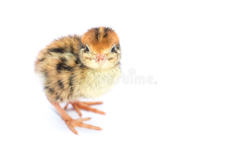Yellow and Brown Baby Quail Stock Photo Image of nice, quail 73085734