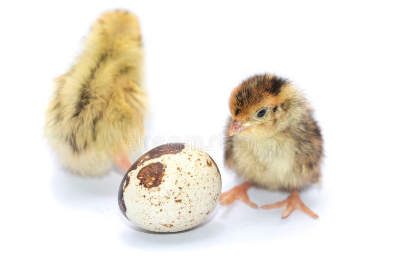 2,697 Baby Quail Stock Photos Free & RoyaltyFree Stock Photos from