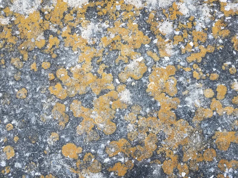 Yellow or brown lichen or moss on grey cement royalty free stock photo