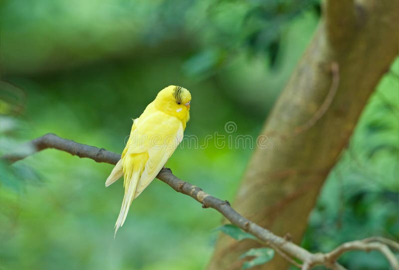 Yellow Budgie