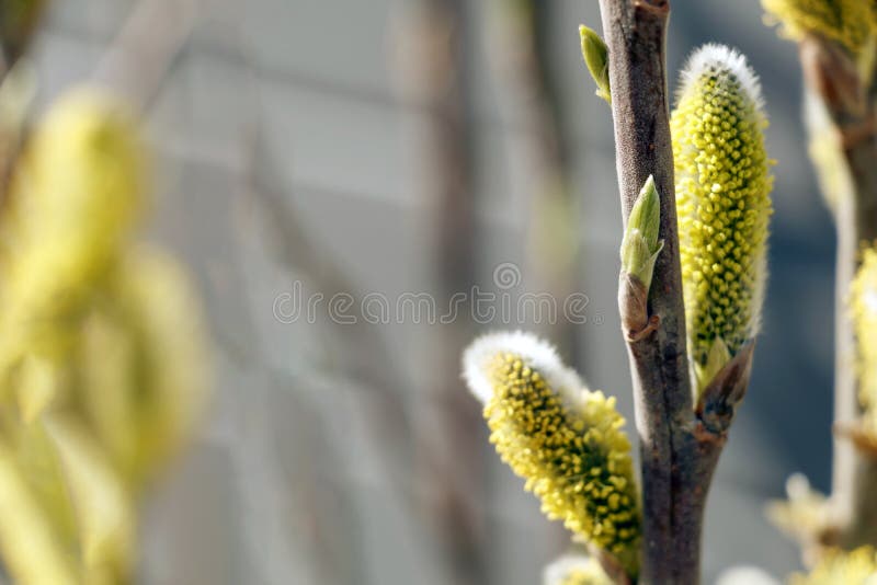 Yellow buds and fresh green young leaves on the tree branch. Easter background with selective focus