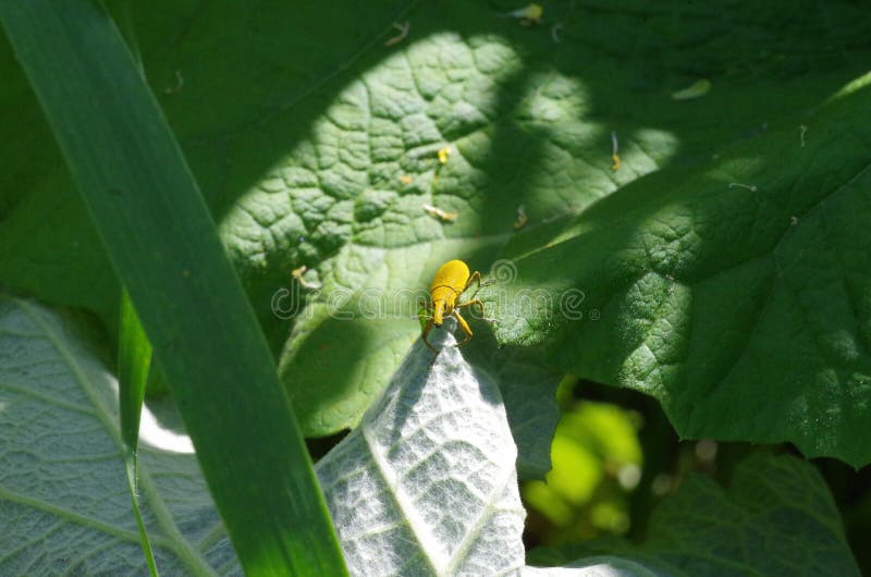 A Yellow Bug Closeup Detailed View Stock Photo Image of algirus