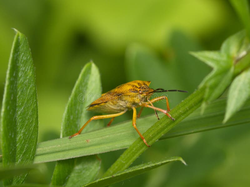 Yellow Bug on a Green Background Stock Photo Image of insect, green