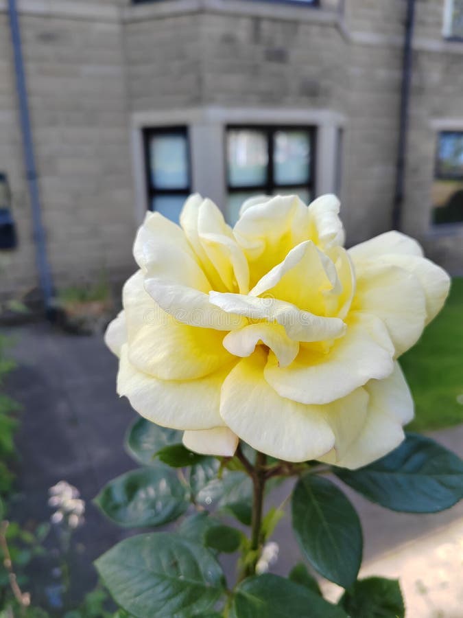 Rose bush rose in yellow stock image. Image of plant - 279472073