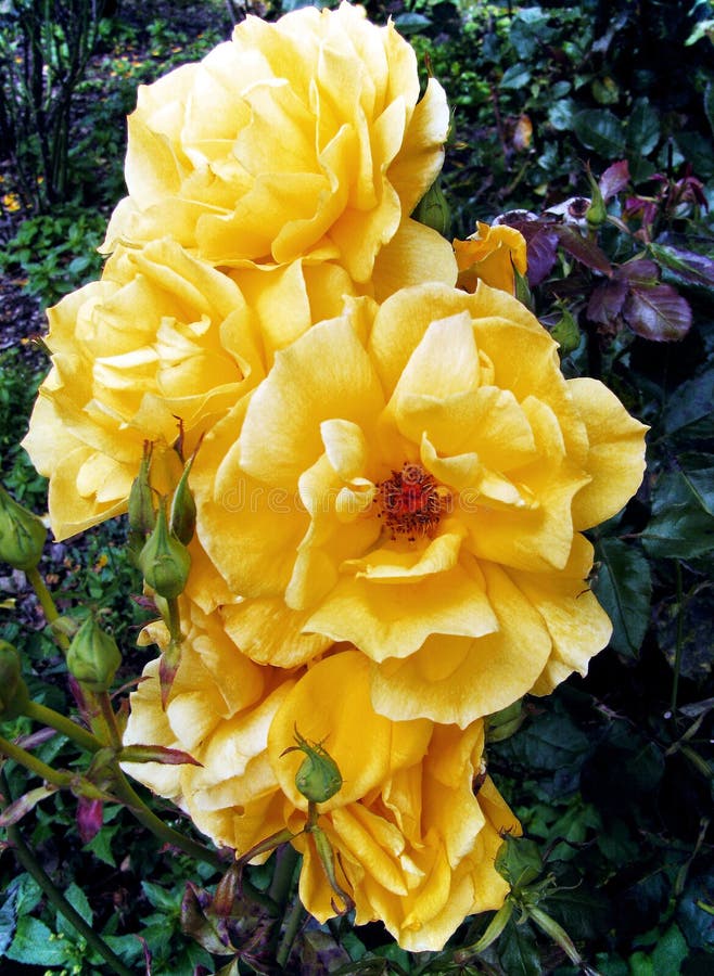 Bright Yellow Bush Roses in Garden. Stock Photo Image of blossoming