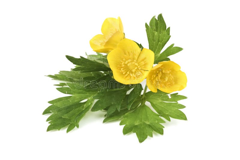 Yellow Buttercup stock photo. Image of beautiful, buttercup 5197094