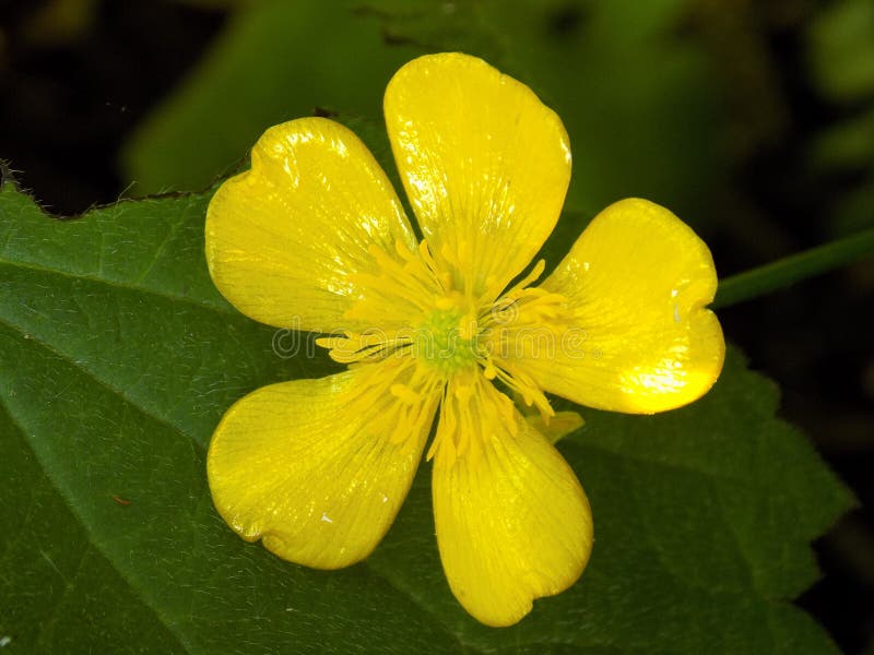 Yellow Buttercup Flower stock photo. Image of garden 93874092