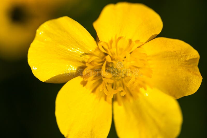 Yellow buttercup flower stock image. Image of natural 79668047