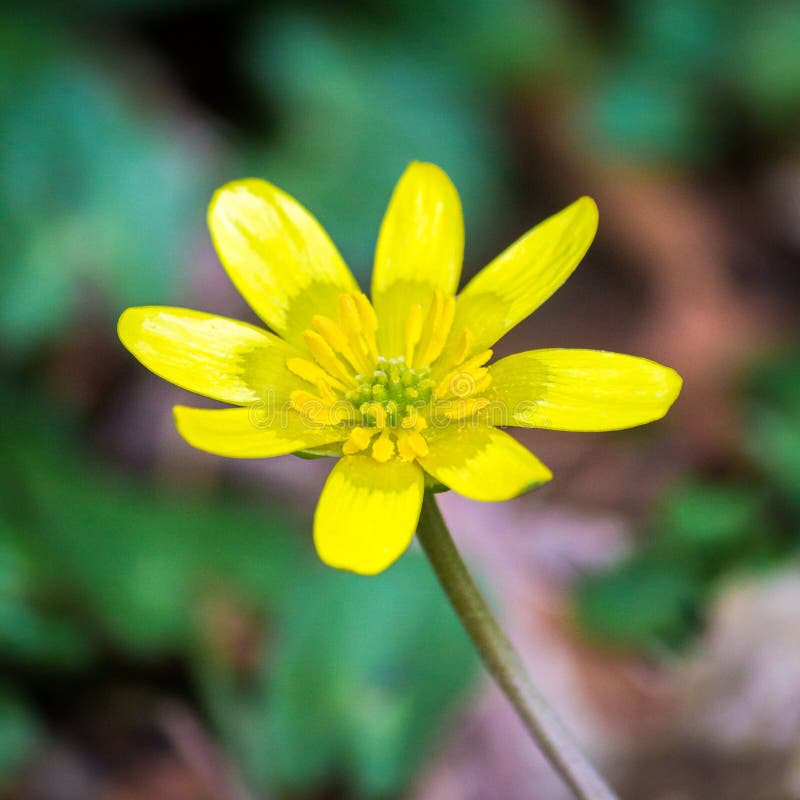 yellow buttercup flower yellow buttercup flower