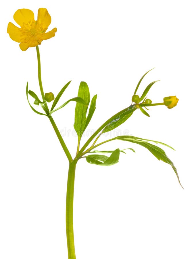 Yellow buttercup flower on white royalty free stock images Yellow buttercup flower on white royalty free stock images