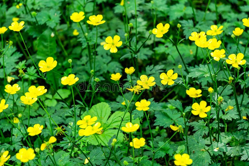 Yellow Buttercup Flowers in Meadow and Summer Day. Stock Photo Image