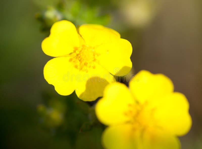 Yellow buttercup flowers stock photo. Image of meadow 86353298