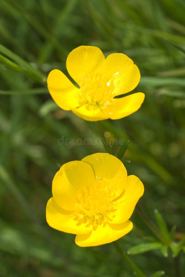buttercup yellow buttercup yellow