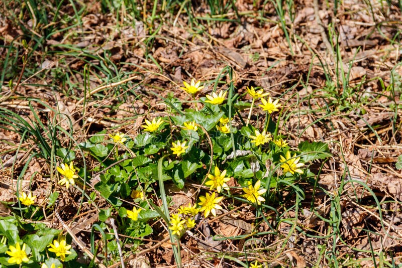 Yellow Buttercups on Meadow Stock Photo Image of flower, green 167762896