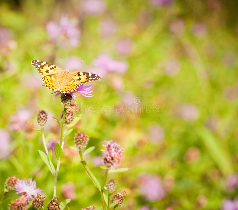 Yellow butterfly