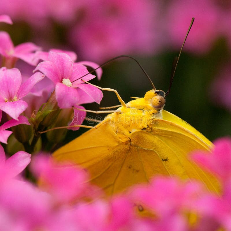 Yellow butterfly stock photo. Image of garden, detail 13377064