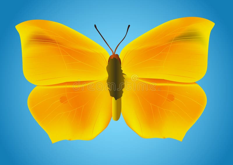 Yellow butterfly vector illustration
