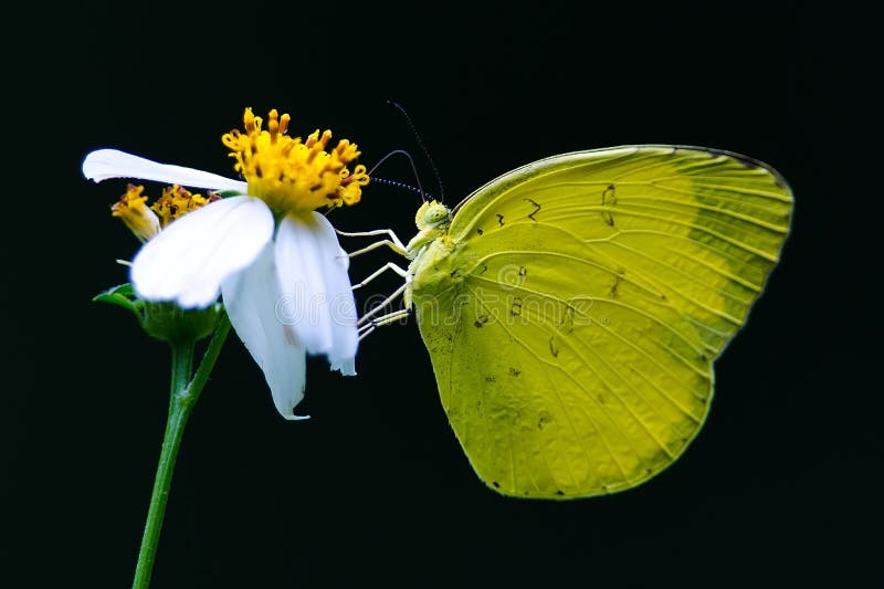 Yellow Butterfly