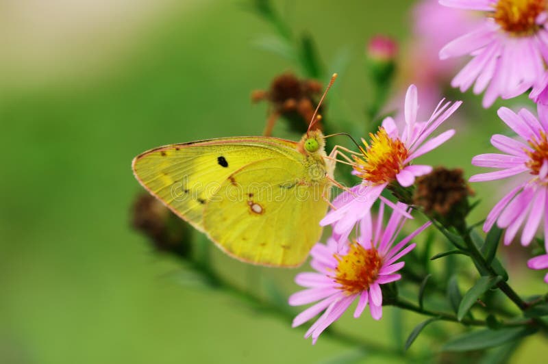 Yellow Butterfly Picture. Image 5598806