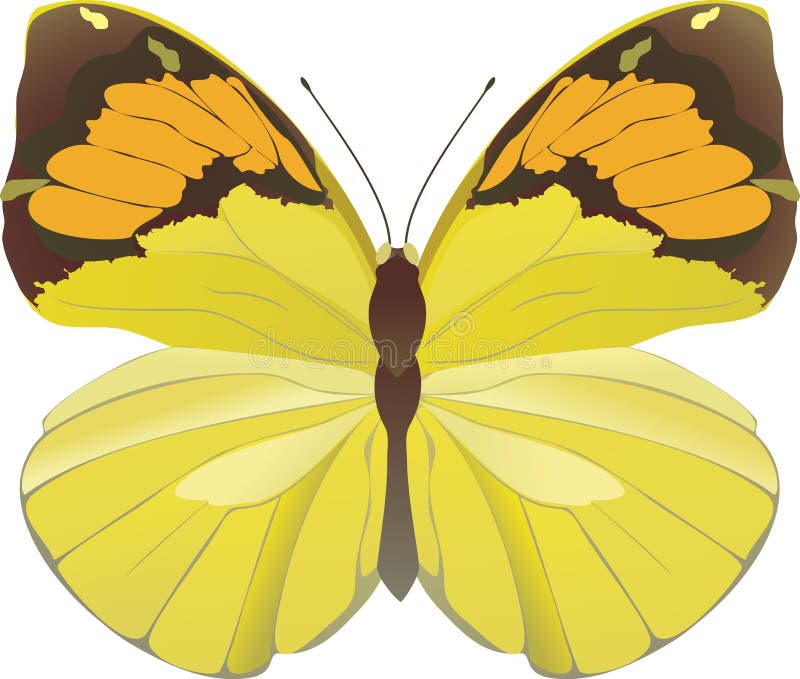 Yellow butterfly stock illustration