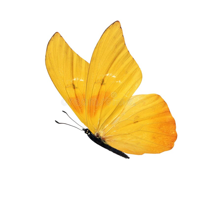 132,758 Yellow Butterfly Stock Photos - Free & Royalty-Free Stock Photos  from Dreamstime