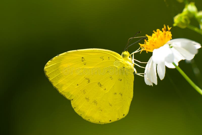 Yellow butterfly feed on little white flower