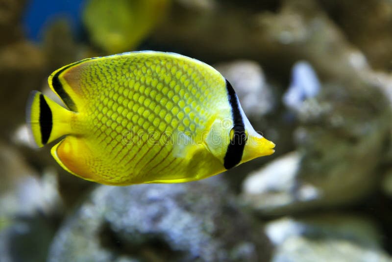 Yellow Butterfly fish Chaetodon rafflesi stock image Yellow Butterfly fish Chaetodon rafflesi stock image