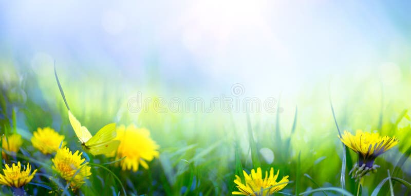 Yellow butterfly flies over wild yellow flowers in the grass in the rays of sunlight. Spring summer fresh artistic image of the