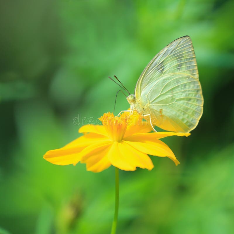 Yellow Butterfly on the Flower Stock Photo Image of natural