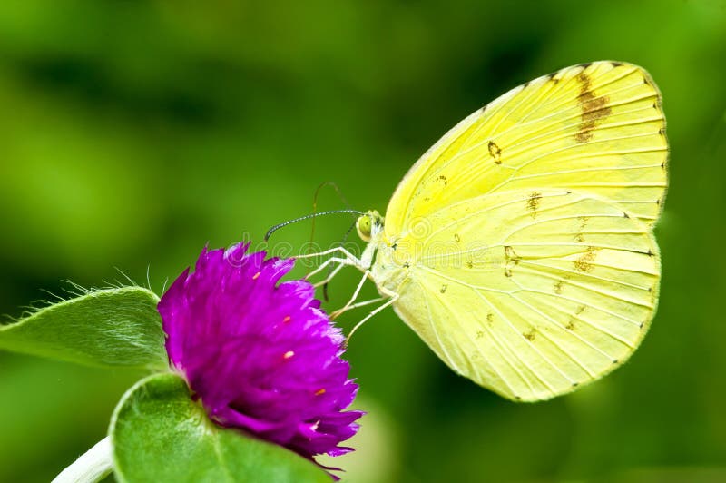 Yellow Butterfly on the Flower Stock Image Image of insect, wildlife