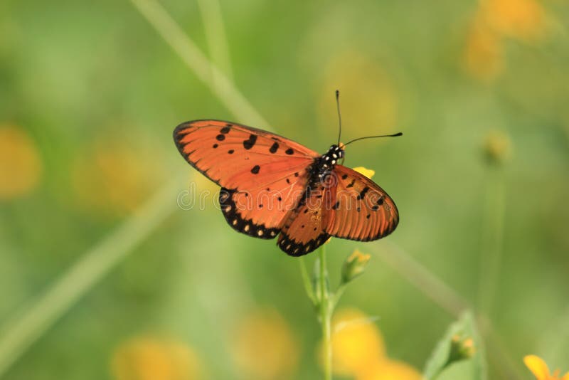 Yellow butterfly at flower garden morning