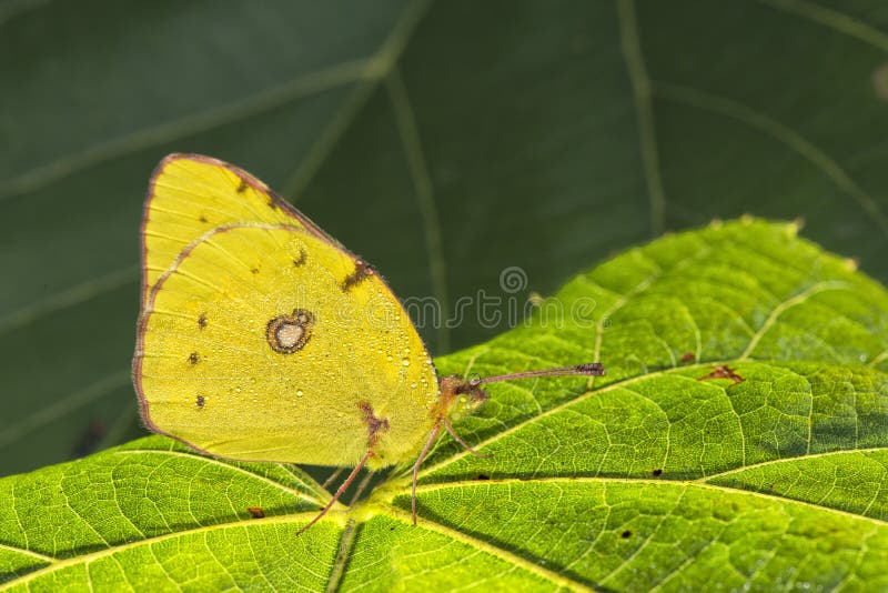 Yellow Leaf fish in Cebu stock photo. Image of crystal 32366458