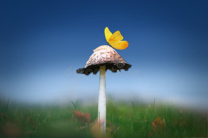 Butterfly on the Top of a Mushroom with Bright Blue Background Stock Image Image of smallworld