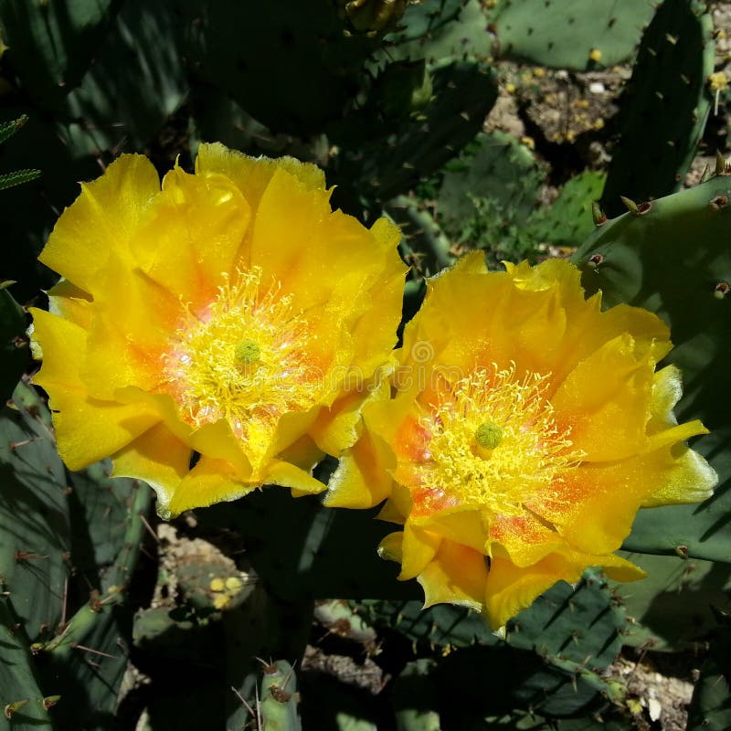 Yellow cactus blossom stock image. Image of flower, southwest 57328693