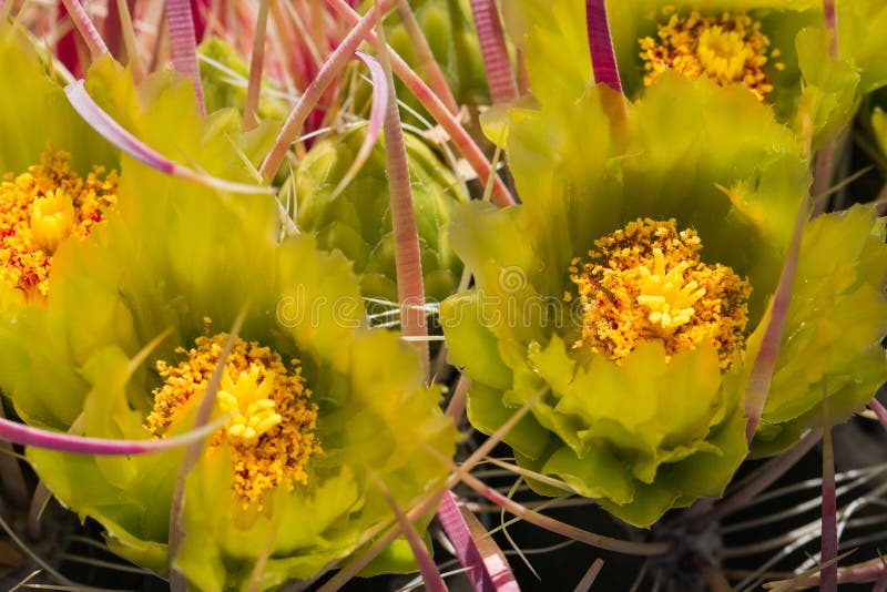 Yellow cactus flowers. stock photo. Image of cactus, close 90805946