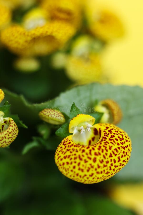 yellow calceolaria also called lady s purse slipper flower pocketbook flower slipperwort yellow calceolaria also called 307110378