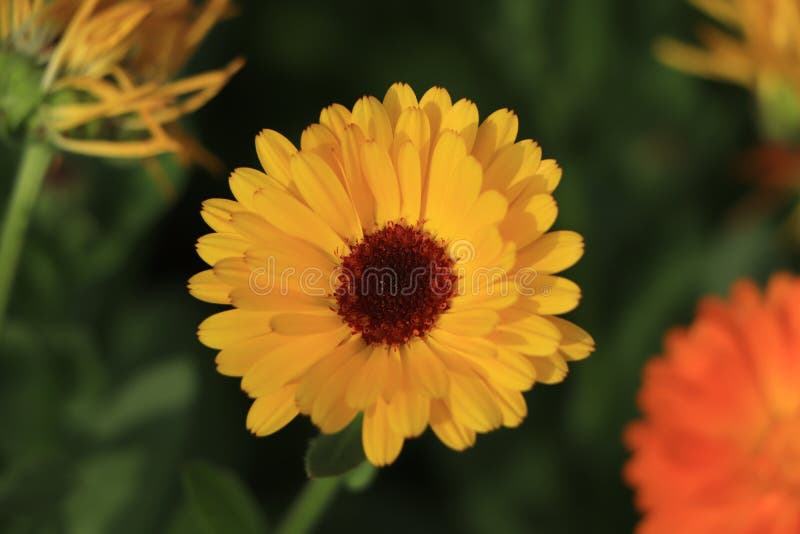 Yellow Calendula Flower Closeup. Young Calendula Flower Stock Image Image of flora, close