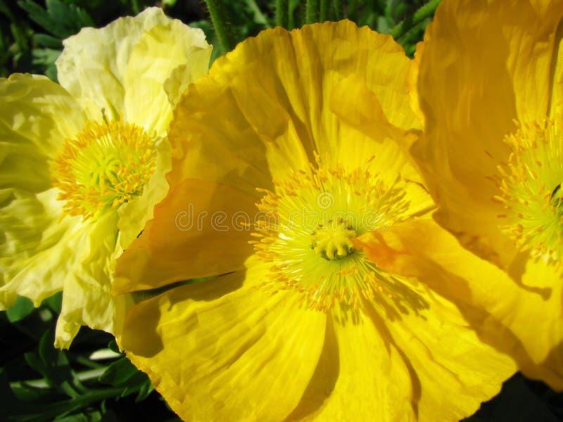 Yellow California Poppies