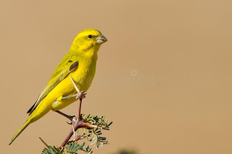 Yellow Canary royalty free stock image