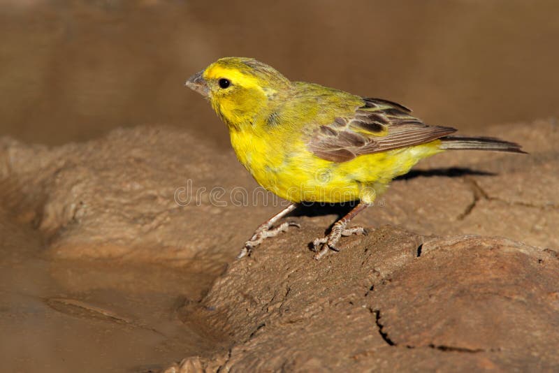 Yellow canary royalty free stock photos