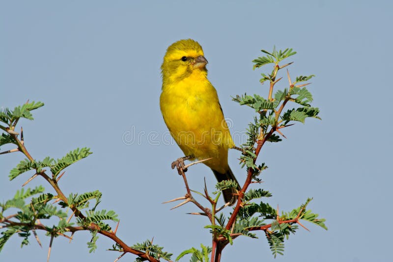 Yellow canary stock photo