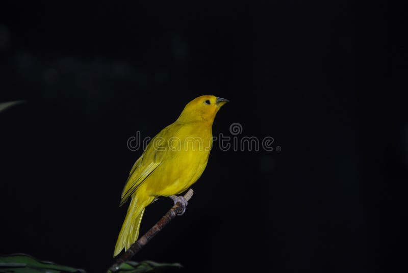 Yellow canary royalty free stock images