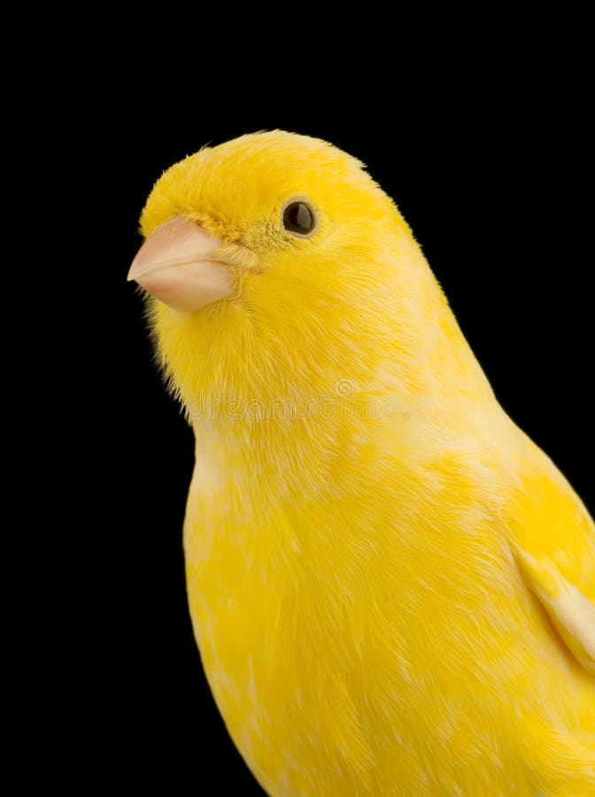 Yellow canary on its perch royalty free stock images
