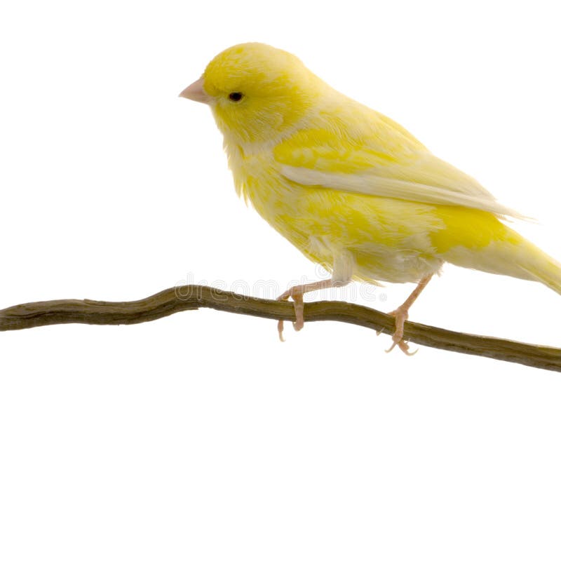 Yellow canary on its perch stock photos