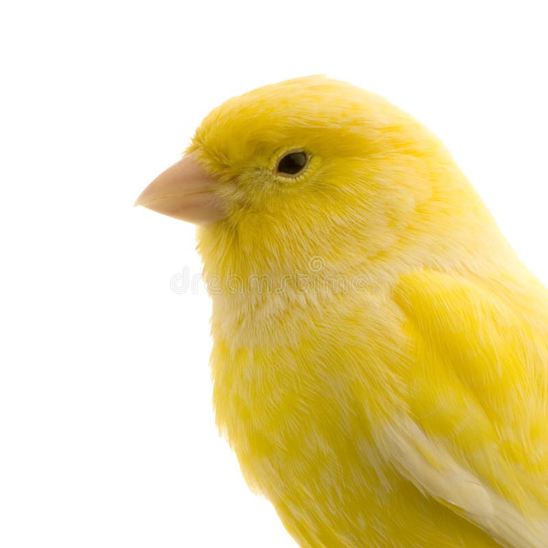 Yellow canary on its perch royalty free stock photos