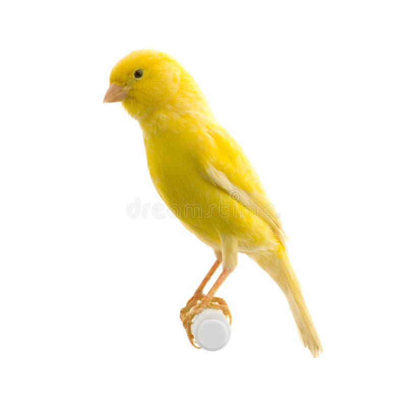 Yellow canary on its perch royalty free stock image