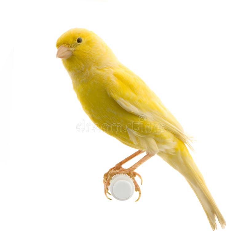 Yellow canary on its perch stock images