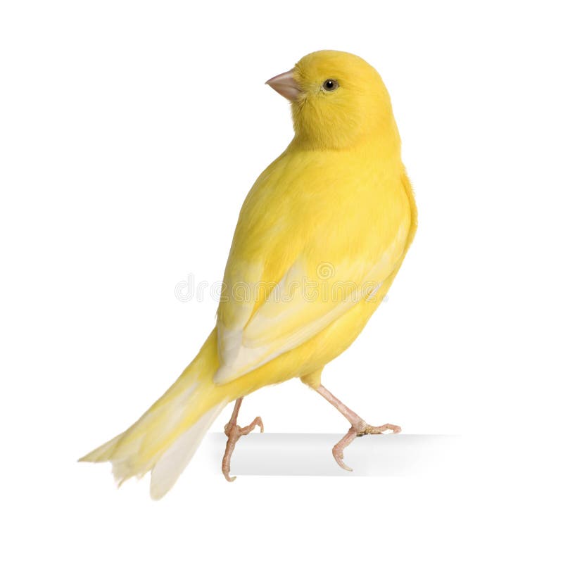 Yellow canary - Serinus canaria on its perch royalty free stock photos