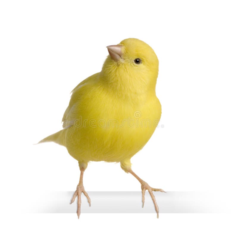 Yellow canary - Serinus canaria on its perch royalty free stock photo